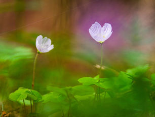 landscape nature photography plants flowers summer spring