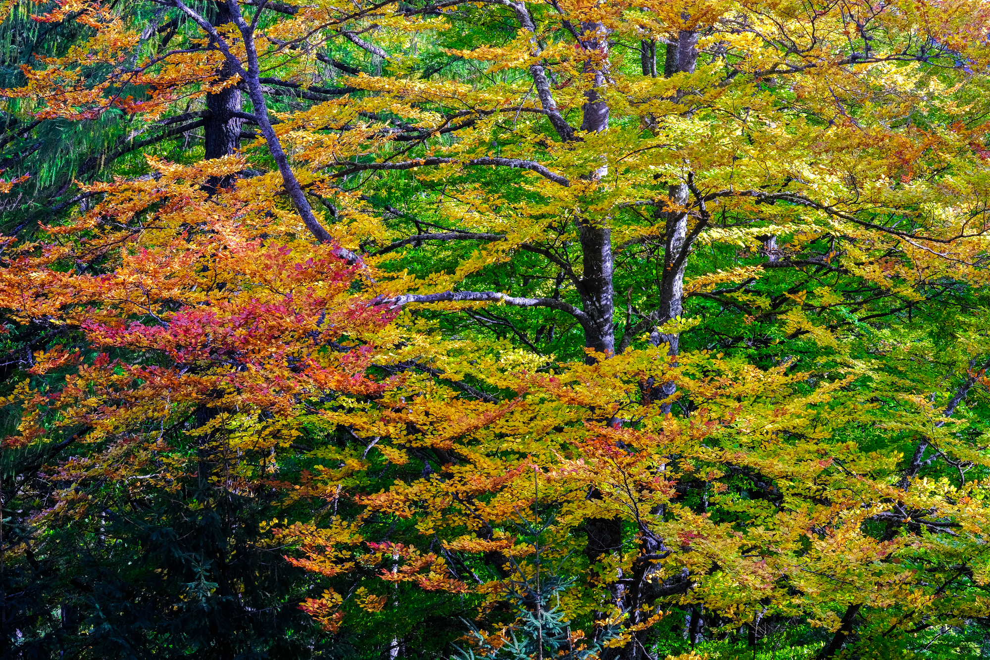 nature landscape forest trees foliage autumn spring summer winter snow 