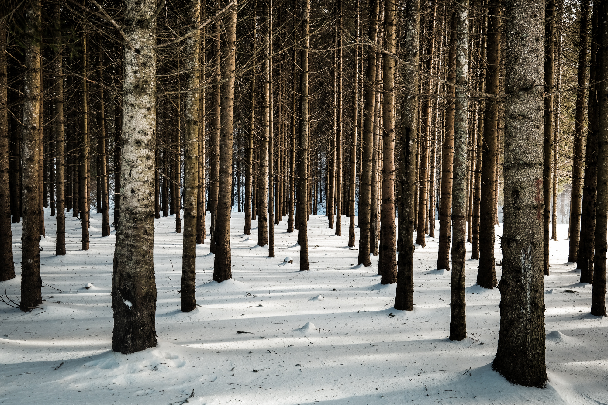 nature landscape forest trees foliage autumn spring summer winter snow 