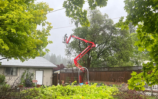 Tree removal service by The Tree Brothers LLC in Spokane WA