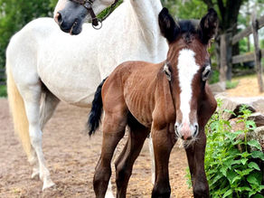 Fôrplanlegging for sunne føll: Bygg et sterkt skjelett med Kalsium tilskudd fra HelseHest