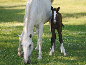 Fra bedekking til følling: HelseHest's veiledning for suksessfull avl