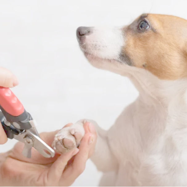 dog nail trim.jpg