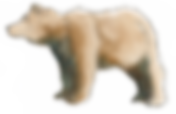 We're going on a Bear Hunt - Interactive session for ages 5+