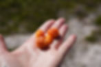 Moltebeeren in Norwegen