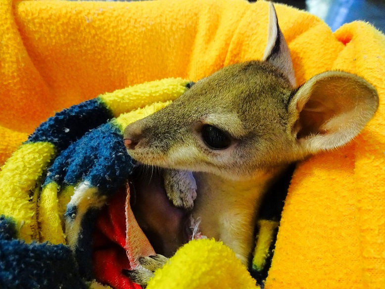 Baby Wallaby