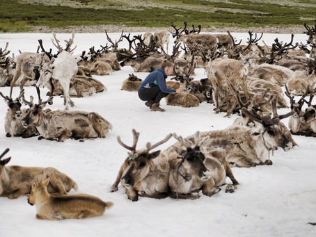 Reisebericht Mongolei: Eine Reise zu den Tsaatan Rentier Nomaden