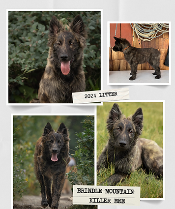 Brindle Mountain Grated Coconut 5.png.PNG