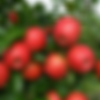 Nova Scotia Honeycrisp apples growing on a tree with bright red apples surrounded by green leaves.
