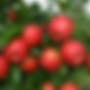 Nova Scotia Honeycrisp apples growing on a tree with bright red apples surrounded by green leaves.