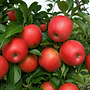 Nova Scotia Honeycrisp apples growing on a tree with bright red apples surrounded by green leaves.