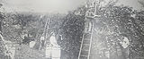 Black-and-white vintage photo showing several workers picking Honeycrisp apples in an orchard, some standing on ladders among the apple trees.