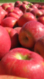 Gros plan d’un tas de pommes Honeycrisp rouges vives de la Nouvelle-Écosse, montrant leur peau lisse et leurs reflets naturels.