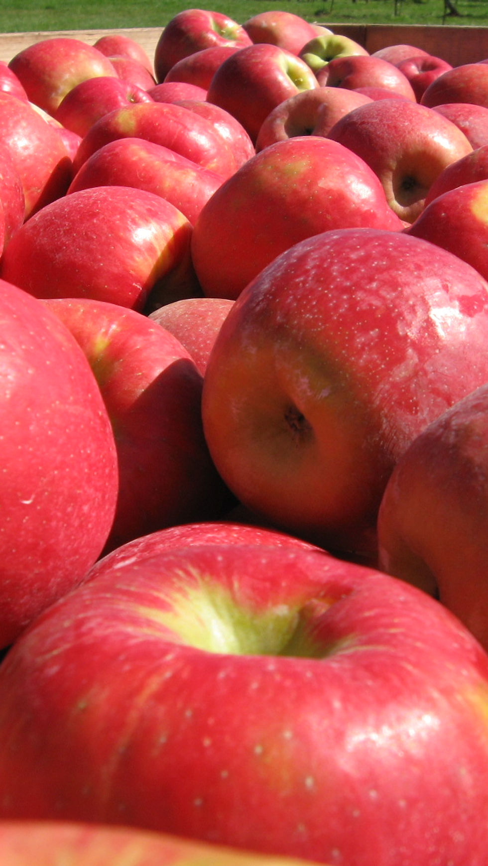 Primer plano de un montón de manzanas Honeycrisp rojas brillantes de Nueva Escocia, mostrando su piel suave y reflejos naturales.