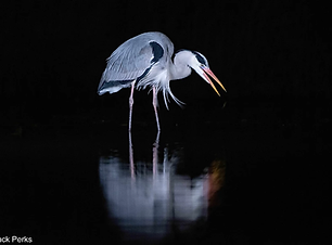 Wildlife.webp