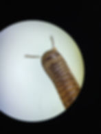 millipede