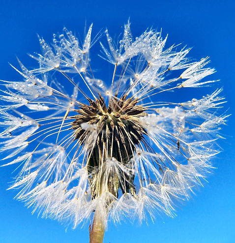 100_0723_Pusteblume_1.jpg