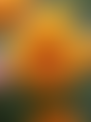 How Mitchell's Orland Park Florist Delivers the Most Enchanting Floral Designs in Illinois to Brighten Your Day