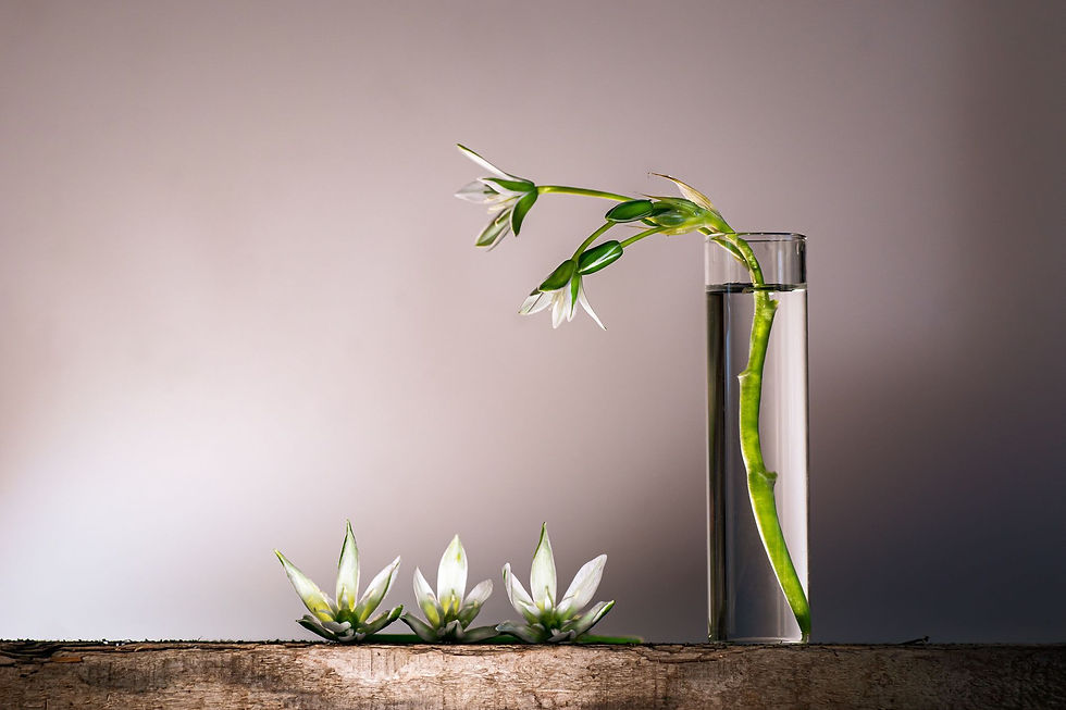 TOP PHOTOGRAPHER WINNER: Cécile Rivet • France