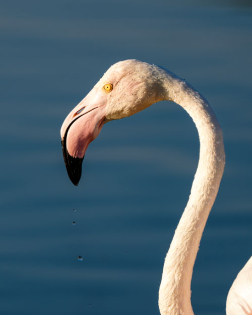 Ras Al Khor Wildlife Sanctuary in Dubai is a wetland reserve hosting thousands of migratory flamingos •Shot with: Nikon Z8 Nikkor Z 180-600 mm f/5.6-6.3 shot at ISO 125, 1/500s, f/ 6.3, 600 mm.
