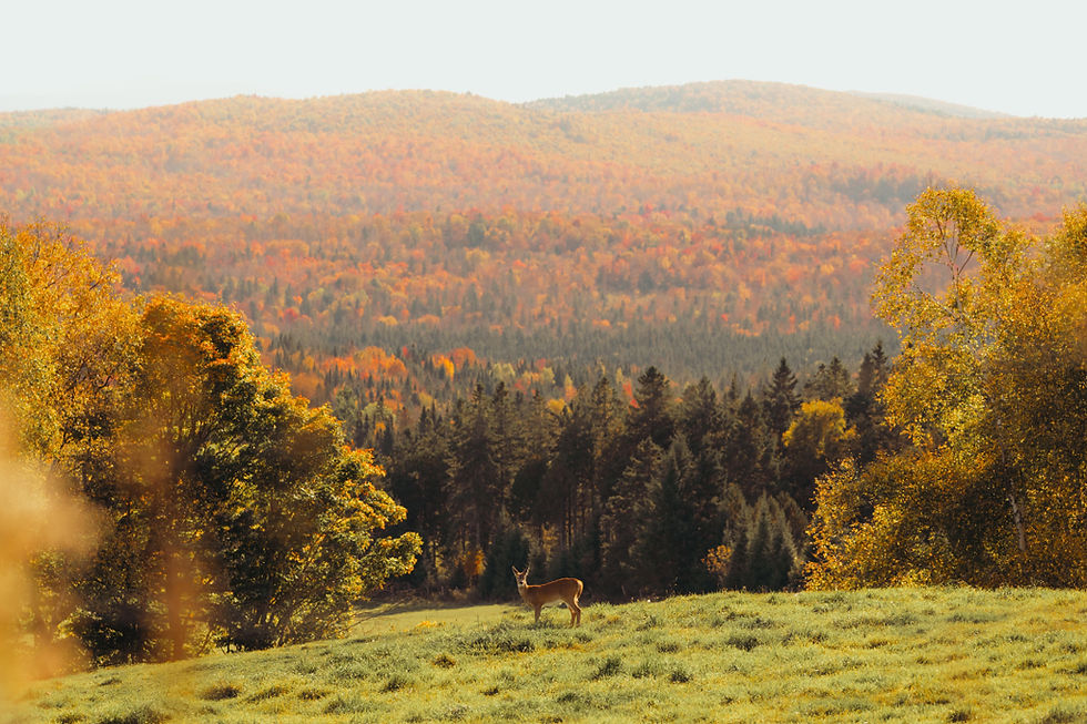 Parc national de la Jacques-Cartier. Quebec • Nikon Z8 + Z 24-70mm f2.8. 1/640 sec, f/2.8, ISO 64.