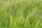 barley in a light breeze