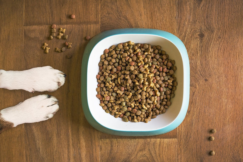 dry dog food