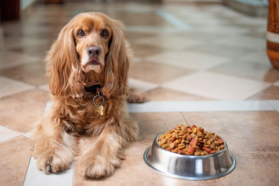 cocker spaniel sat next to dog food