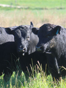 2021 Peters Angus Bull Sale - check out online catalogue