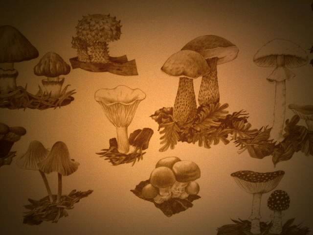 Mashrooms
