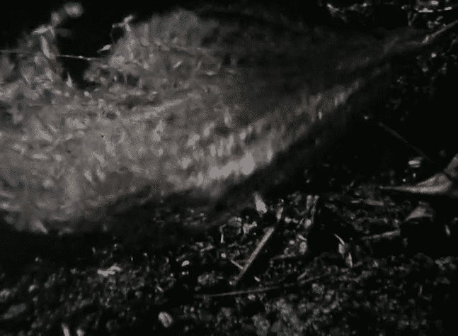 KOMORO.gif