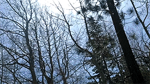 Snow.gif