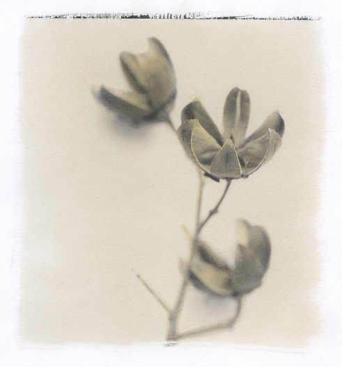 Crape Myrtle Seed Pods - salted paper print.
