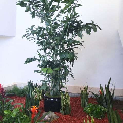 Custom colorful tropical plant arrangement in the interior of an office