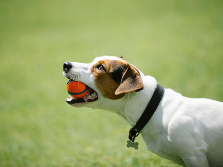 Dog Behavior Problems? Training Solves It!