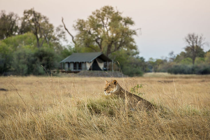 LIONBYTENT.jpeg