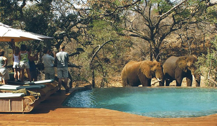 tuningi safari.jpeg