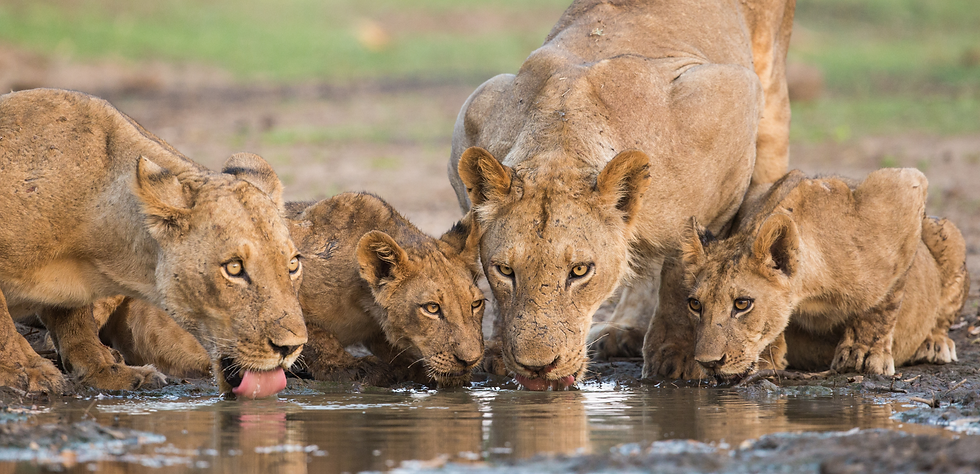 Lion (Panthera leo) and cubs drinking_edited.jpg