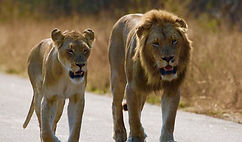 lion and lioness_edited.jpg