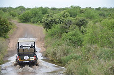 kholiwe game drives.JPG