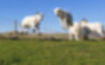 lambs