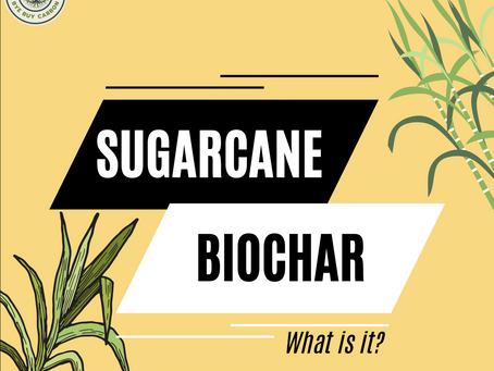 ๐๐ฎ๐ ๐๐ซ๐๐๐ง๐ ๐๐ข๐จ๐๐ก๐๐ซ: ๐๐ก๐ ๐๐๐๐ฉ๐๐ซ ๐๐ข๐ฏ๐ ๐จ๐ง ๐๐ญ๐ฌ ๐๐๐ฆ๐-๐๐ก๐๐ง๐ ๐ข๐ง๐ ๐๐จ๐ญ๐๐ง๐ญ๐ข๐๐ฅ!