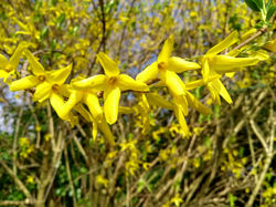 Ring-A-Ring O' Forsythias