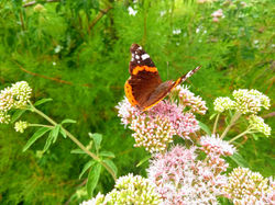 The Butterfly Who Waited