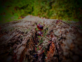 IMG_20201019_155831798_HDR.jpg