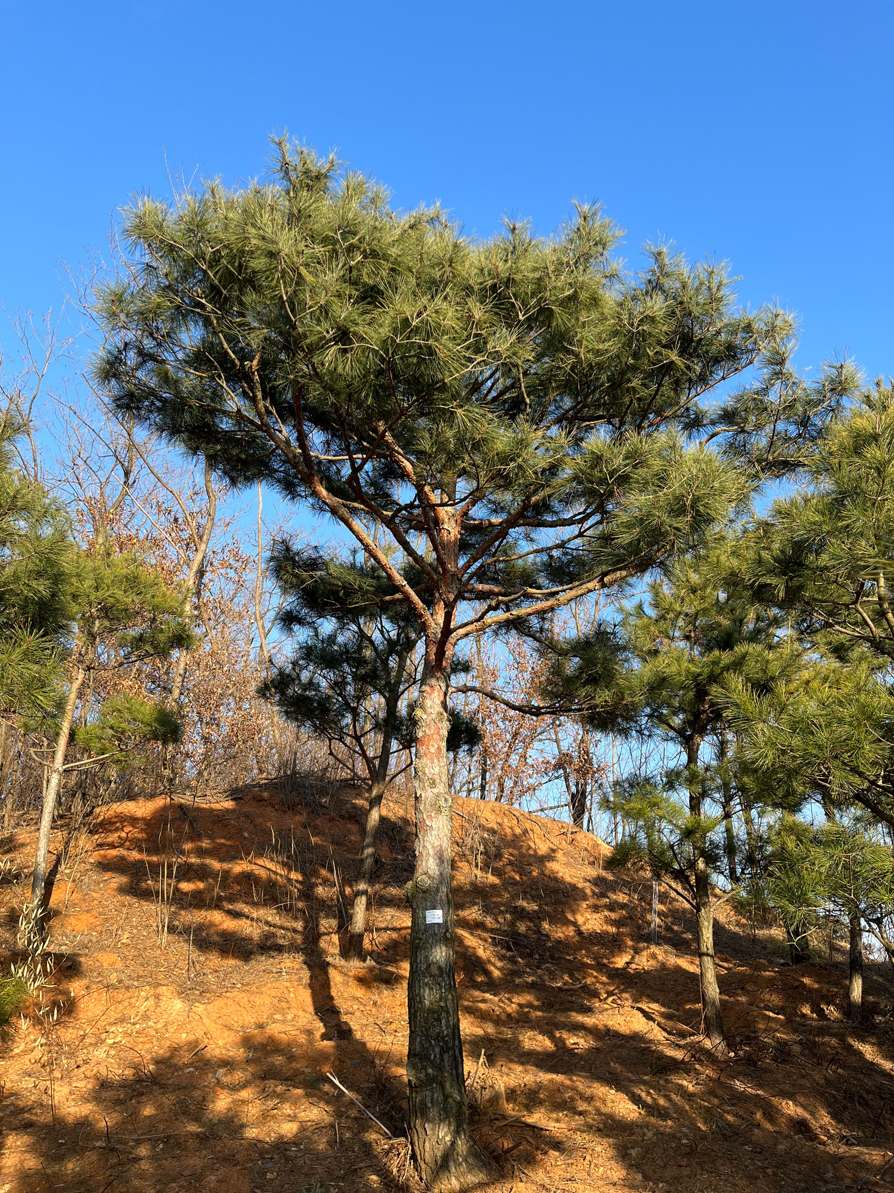 소나무 조형(H6.0 x R40)