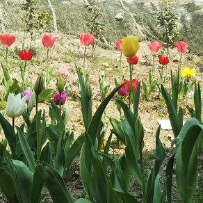 九州北部豪雨（日田市）その後　4/7
