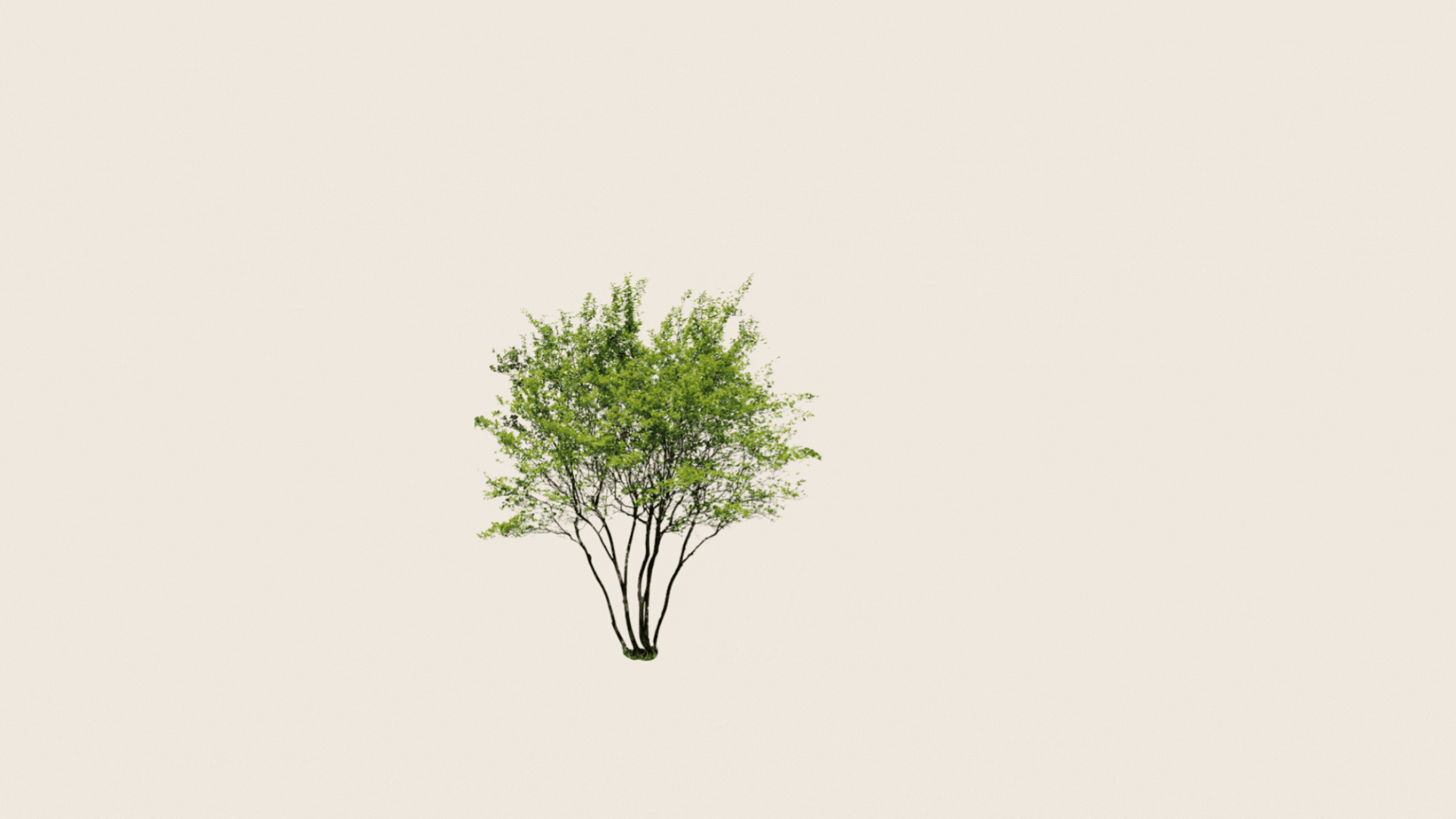Brown Minimalist Beauty Product Presentation (3).gif