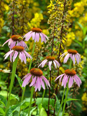 Verleng het zomerbeeld in jouw tuin: snoeien, aanvullen & voeden.
