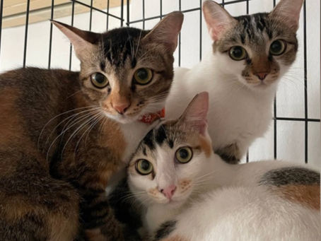 Giving 'fierce' cats a chance to be loved